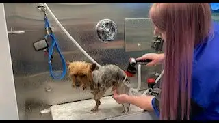 Grooming in a Mobile Van (Wag’n Tails Van, Super Sudser Bathing System, Clipper Vac and more!)