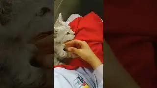 New Grey hair kitten 🐈#adoption #cat