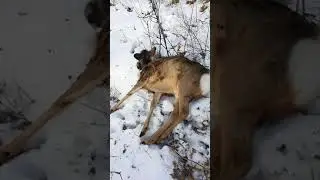 Охота на косулю