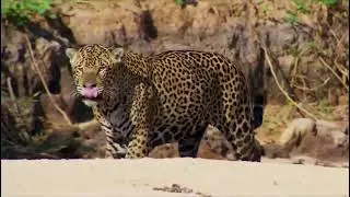 Planet Earth 2 [2016] - Jaguar Screen Time
