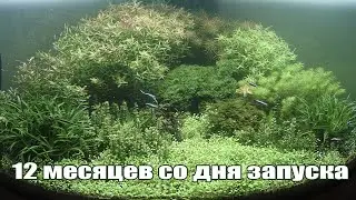 Год жизни аквариума в ролике за три минуты
