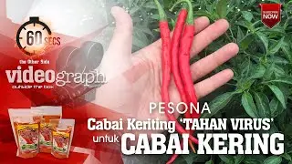60 secs the Otrher Side : Pesona #cabaikeriting 'TAHAN VIRUS' untuk produksi Cabai Kering Indonesia
