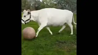 The bro cow... |  #funnyanimalvideos