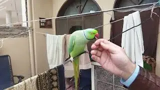 Ringneck Parrot convase for pairing 😍 Ringneck Parrot in mode @MunazirPetVlogging