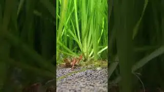 Вкусная таблетка