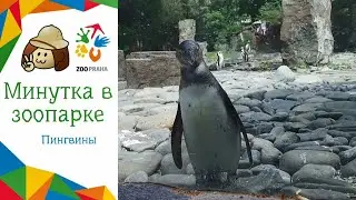Минутка в зоопарке | Пингвины (с субтитрами)