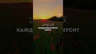 -Сура Аль-Анкабут 🎧