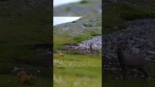 Редкие кадры с фотоловушки в местности Учур