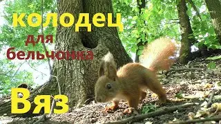 Где животные находят воду / Белки