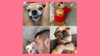 mreviatar tiktok compilation/SPECIAL NIKI CHIHUAHUA/nikiozeri videos 