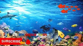 Fish in an aquarium
