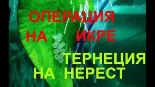 Операция икра и тернеция на нерест
