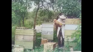 Состояние отводка после объединения с пойманным роем.
