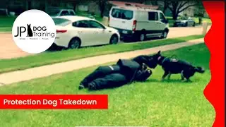 Protection dog makes man face plant!