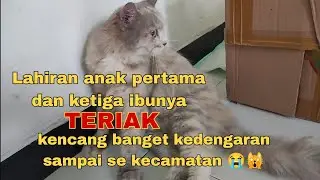 Proses kucing melahirkan