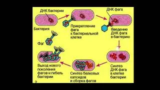 Вирусы