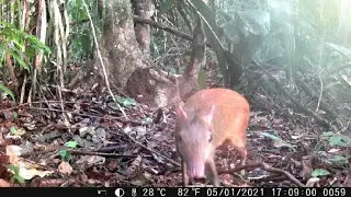Câmera de trilho na maior floresta tropical do Brasil. Será o que filmou ?