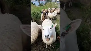 Juguemos a imitar los sonidos de los animales con las onomatopeyas #NeuronasEspejos #Onomatopeyas