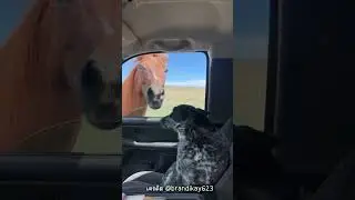 หมาตกใจสุดขีด เมื่อม้าปริศนาโผล่เข้ามาในรถ !!? 🤣🤣 #shorts #เล่าเรื่อง #viralvideo