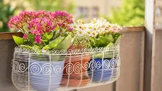 Как Продлить Жизнь Цветам?