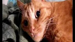 Cute Surprised Cat: Did I just hear a tuna can open?
