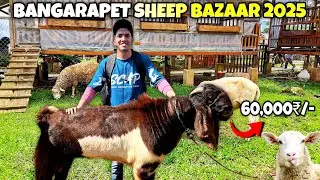 Bangarapet Sheep Bazaar 2025 | Sheep Market 2025 | Bangarapet Karnataka Bakra Mandi