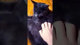 #кот#грей#grey#янадаче#с Олесей#с Пашей#