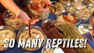 Show Me Reptile & Exotics Show | Wildlife Command Center