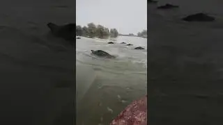 #кабаны