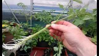 How to clone a tomato plant step by step from a cutting. Easy guide! || Toni's Garden