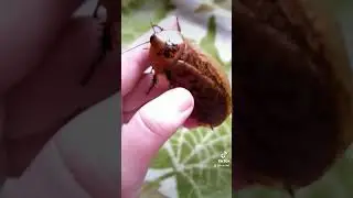 Огромный таракан