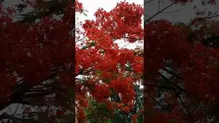 Assam is surrounded by beautiful and colorful nature #shorts #nature
