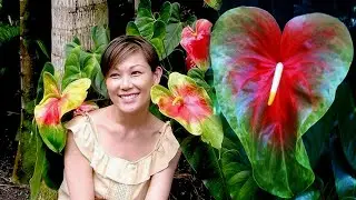 Obake LARGE Anthurium andraeanum flower plants