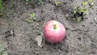ЯБЛОНЯ В СИБИРИ/ЗИМОСТОЙКИЙ СОРТ ЯБЛОНИ