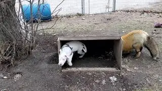 Special needs puppy with foxes.