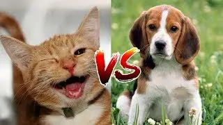 Кто умнее, коты или собаки?
