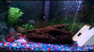 pet Cichlids