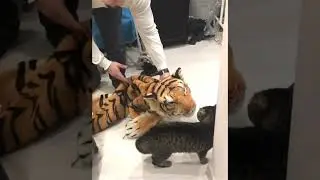 Кот и тигр.