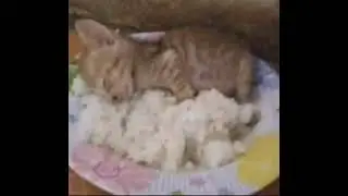 Какие милые, какие хорошие, я бы их СЪЕЛ