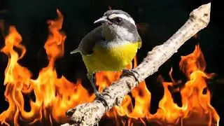 Melhor vídeo para foguear esquentar Sibite Cambacica