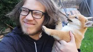 Bonding with my New Shiba Puppy