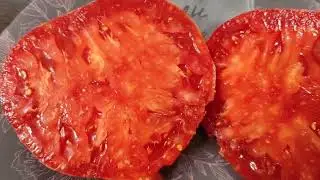 Collectible tomato varieties: Police 40, Long Sally, Vorlon, Siberian Pink Tiger