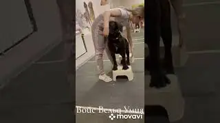 Войс Вельд Умия. Занятия с хендлером.
