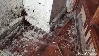 hamam böceği baskını  (yeni vaka)