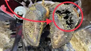 Cow’s Hoof is ABSOLUTELY PACKED FULL of STONES