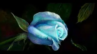 Nraffiti | Граффити ВКонтакте | Blue Rose
