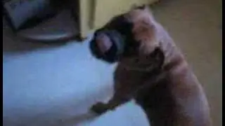 Rosie The Broke Back Boxer