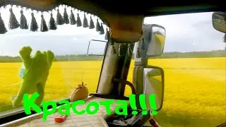 Брянские леса.