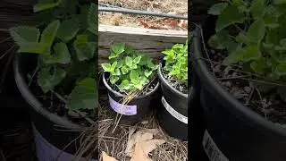 Wildgrown ☘️