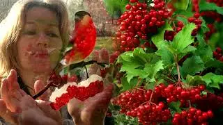 Поёт Леонид Бобров-калина красная